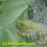 /home//u458753944/public_html/sourcegallery//Frogs/More bullfrogs/P7150855.JPG